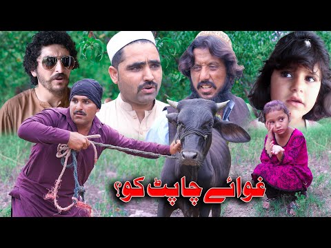Qurbani || Ghwai Cha pat ko ? || New Eid video By Swat Kpk Vines 2022