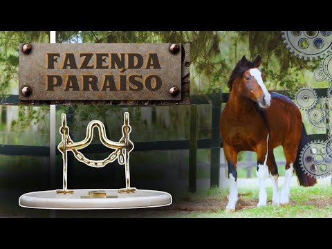 Berço de campeões do Freio de Ouro e Morfologia - Fazenda Paraiso - Cavalo Crioulo