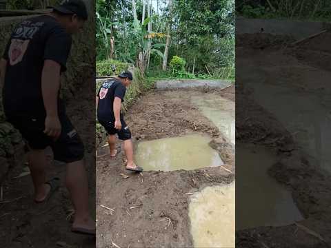 Kuras genangan air di bekas kolam ikan masih ada ikannya Part 1