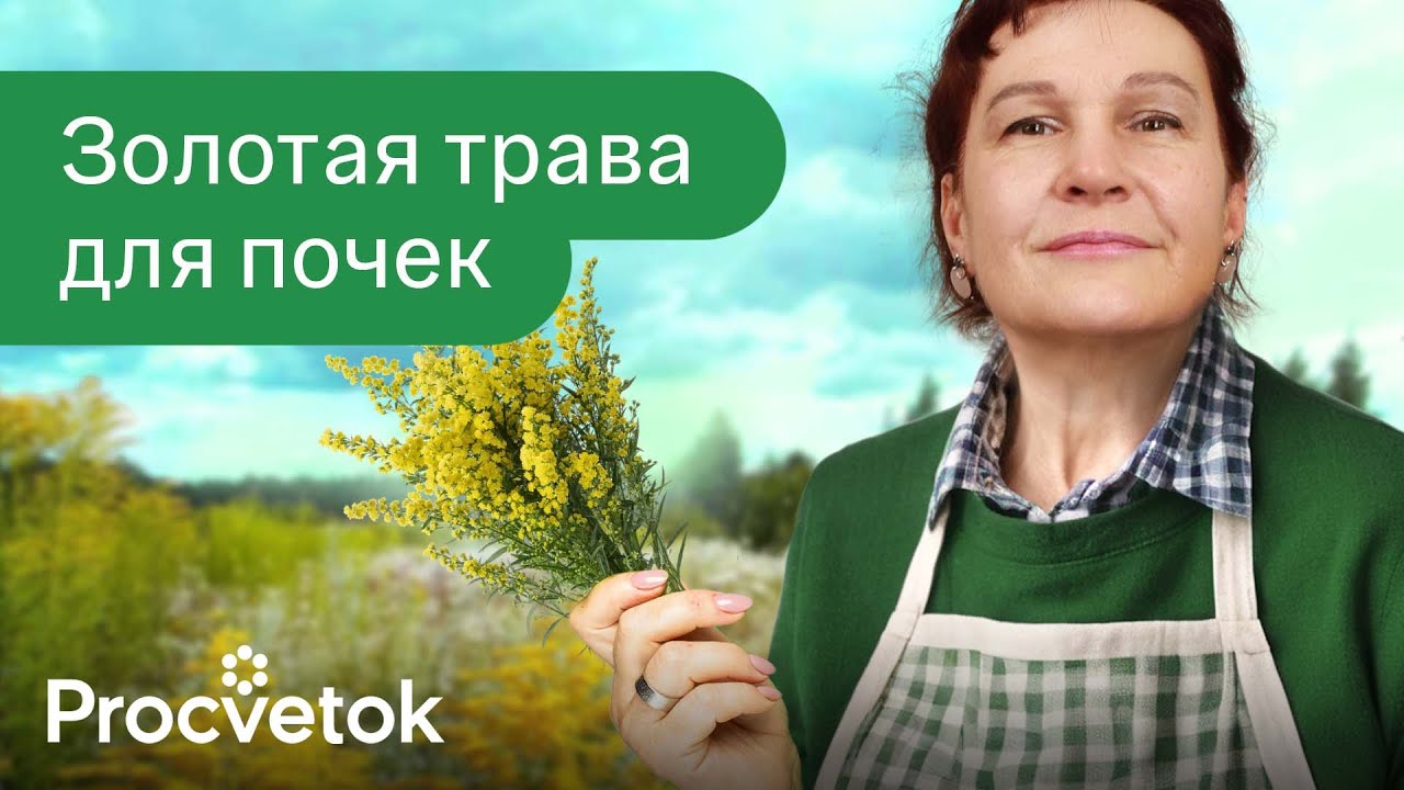 Растение 1 для здоровья почек! Как злостный сорняк поможет похудеть и оздоровить почки