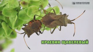 Ещё один клоп, которого Вы ели вместе с малиной и смородиной. Краевик щавелевый. // Clever Cricket