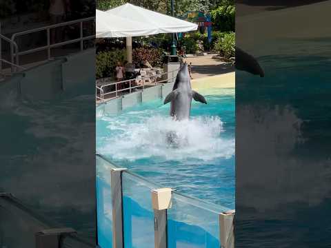 Dolphins