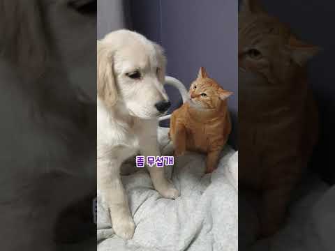 무서운 형아한테는 찍소리도 못하고 만만한 누나 못살게구는 새끼 리트리버