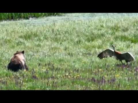 Bear Vs Bird Showdown In Yellowstone!