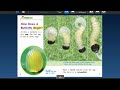 Butterfly Life Cycle and Behavior