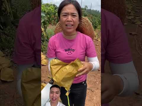 Giống xoài chất lượng cao mới của nông dân #nongdan #famer #farmtips #agriculture