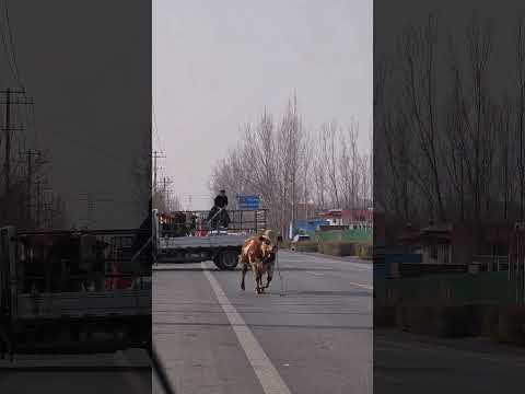 Cow Falls Off Truck, Rope Catch Fails