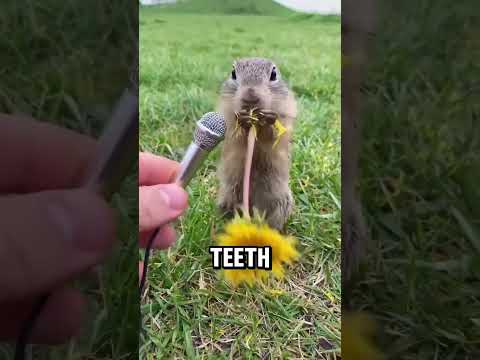 Nature Did Bad For These Animals🫎✅