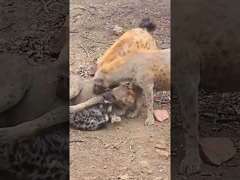 #animals #animal #animallovers #animallover #animalsofinstagram #animales #animalphotography