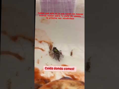 No coman tacos en banderilla (mosquerilla)