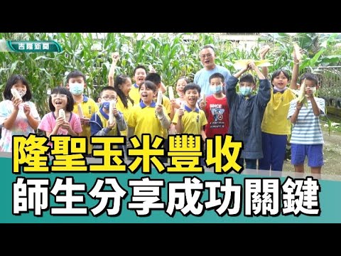 食農教育|隆聖國小玉米豐收 孩子們親手體驗農作樂趣