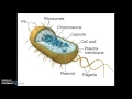 Bacterial Characteristics and Functions