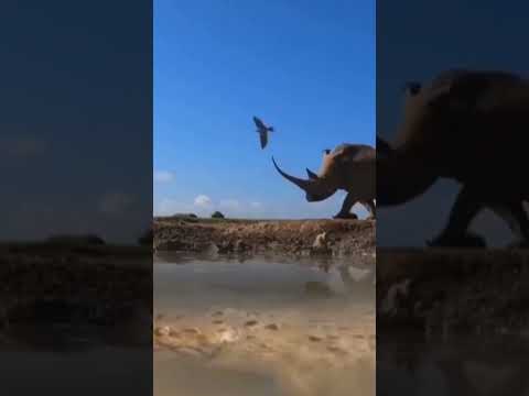 Buaya vs Badak Bercula satu #animals #shorts