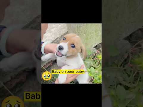 "Amor en Cuatro Patas: Historias de Perritos Rescatados"#adoptaconamor #shortsviral #adopcion