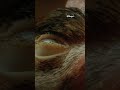 Queen Bumblebee Behavior and Challenges