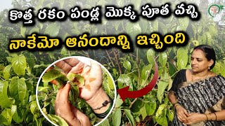 కొత్త రకం పండ్ల మొక్క పూత వచ్చి నాకేమో ఆనందాన్ని ఇచ్చింది | Terrace garden tips\@TELUGUGARDENVLOG