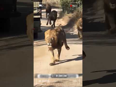 El dominio de los leones #curiosidadesanimales #animales #animalesalvajes #vidasilvestre #naturaleza