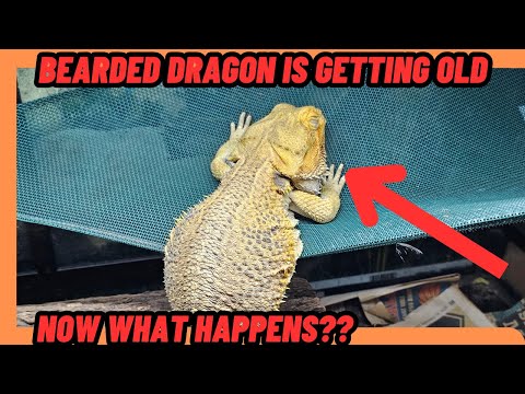 YOUR BEARDED DRAGON IS GETTING OLD! WHAT DO YOU DO?
