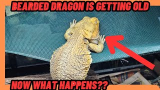 YOUR BEARDED DRAGON IS GETTING OLD! WHAT DO YOU DO?