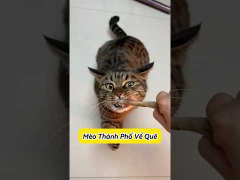 😼 Mèo Thành Phố🆚 Mèo Quê Khác Gì Nhau❓ #Mèoúớ #thúcưng #vậtnuôi #chómèohàihước #shorts