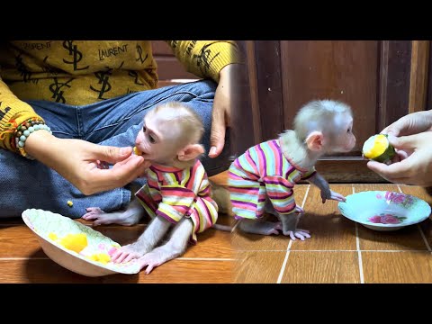 Lil Picky Maddox Sniffs A Pumpkin Cake Again & Again Before Deciding To Try