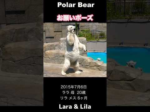 【ララのお願い】思わず2足歩行するホッキョクグマ#polarbear #shorts