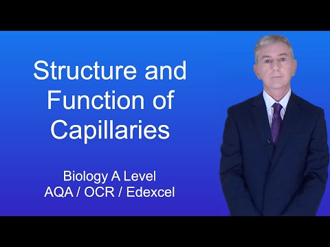 A Level Biology Revision “Structure and Function of Capillaries”
