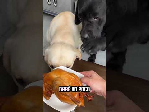 EY! YO TAMBIEN QUIERO COMER POLLO!🤣🤣