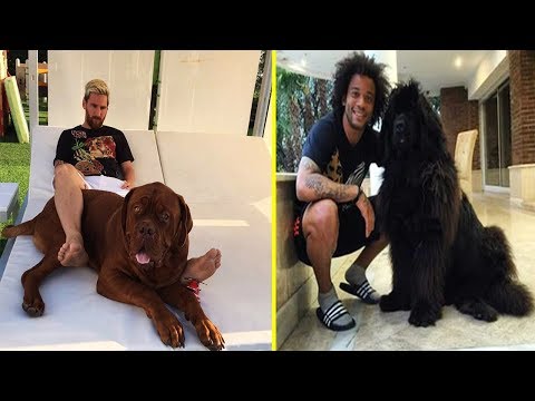 Futbolistas Famosos y Sus Perros ● Famous Footballers And Their Dogs