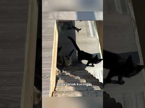 Kucing-kucing Ini Tidak Akan Kehujanan Lagi ❤️