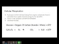 Exploring Cell Respiration Basics