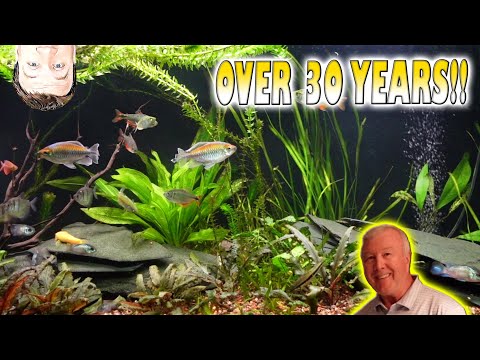 Fish Keeping over 30 Years Tour Today we are out a Ron's house taking a look at his beautiful tanks as we tour them all including hi
