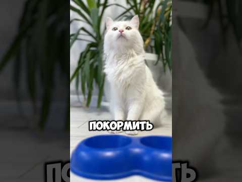 Настоящий квадробобер у меня дома 🙀 #cat #котки #кот #мем #котик  #животные #питомцы #квадроберы
