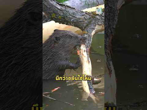 ความลับบีเวอร์: ไม่ได้ขยัน... แค่รำคาญเสียงน้ำ!