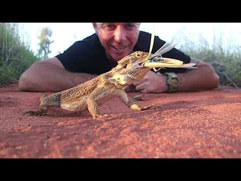 LIZARDS OF AUSTRALIA #beardeddragon #monitorlizard #skink #lizard