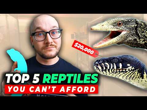 5 Reptiles NOBODY Can Afford, Get These instead! These reptiles are SO expensive it seems like NOBODY can afford to buy them, so get one of these WAY