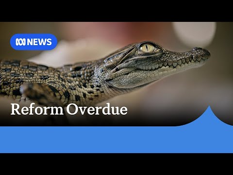 YouTube video thumbnail: Croc Industry Stakeholders Urge Australian Government to Reform Outdated Code of Practice