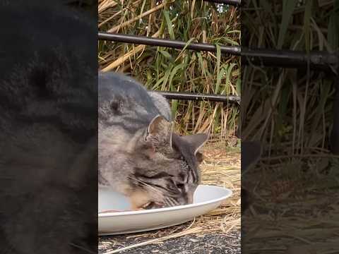 春前の腹ペコ猫達の朝ごはん　#shorts #野良猫 #餌やり