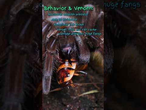 Spider Snapshot: Theraphosa apophysis – Pinkfoot Goliath Birdeater