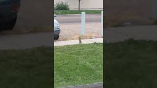This Squirrel 🐿️ Loves Peanuts 🥜 Enjoy My Friend Squirrel Mcnutt!!