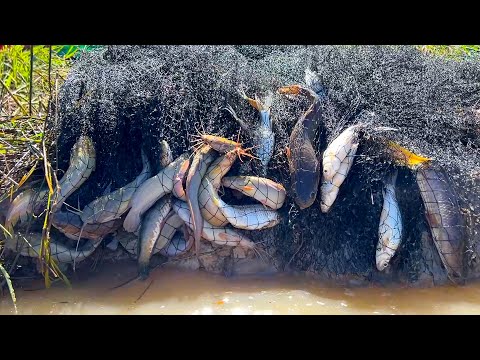 Real Life 100% Net Fishing In Lake At The Countryside (Part 14) #amazingfishinglife #fishing