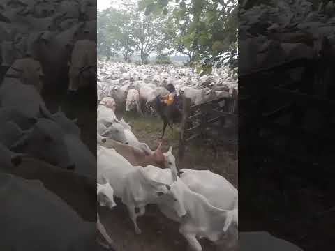 NA LIDA COM GADO #gado #boi #fazenda #ㅇyㅇ #preçodoboi #AGRO