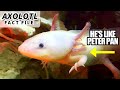 Axolotl Biology and Conservation