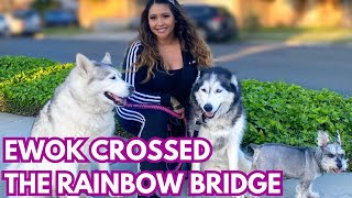 EWOK CROSSED THE RAINBOW BRIDGE