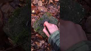 Spuren und Fährten sicher erkennen