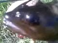 Reggae Reggae Fish Sauce
