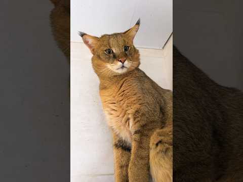 Мама гладит камыша Босса 😽