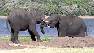 Best moments of elephants playing | Elephants | Animals | Wildlife | Nature #elephant #animals