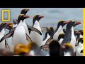 Macaroni Penguins and Resurrection Island