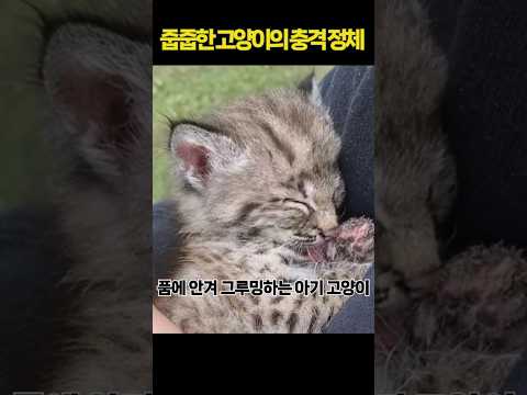 길에 버려진 고양이